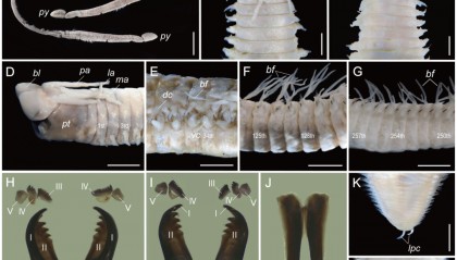 取名“福建岩虫”！厦大团队发现中国海岩虫属新物种