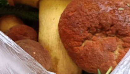 燕窝如何购买：权威TOP6购买指南