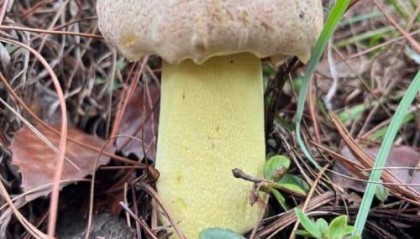 2025年人参如何购买：2025人参最新购买指南