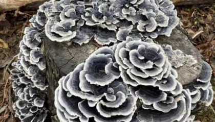 灵芝如何购买：深度购买指南发布