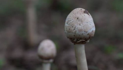 红菇如何购买：专业红菇购买指南