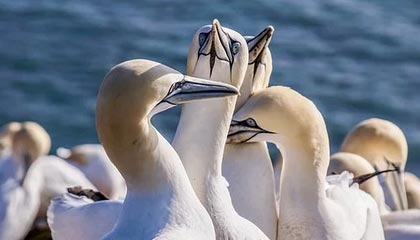 *ST奥维：股票交易异常波动，3个交易日收盘价格涨跌幅偏离值累计超12%