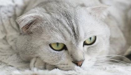 ST德豪股票三个交易日涨幅偏离值超12%