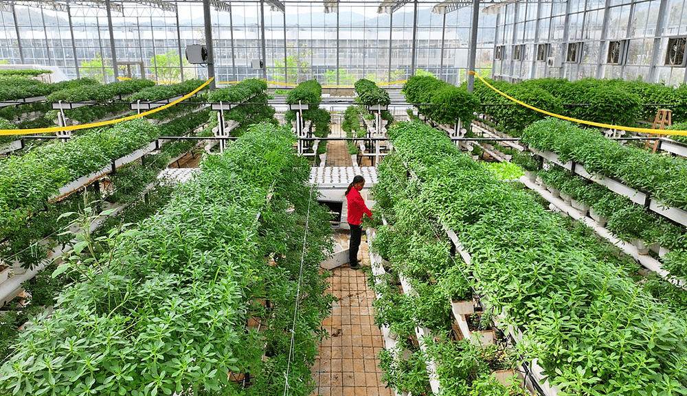 全国政协常委、江西省政协副主席谢茹经济日报刊文：如何纾解粮菜争地之困