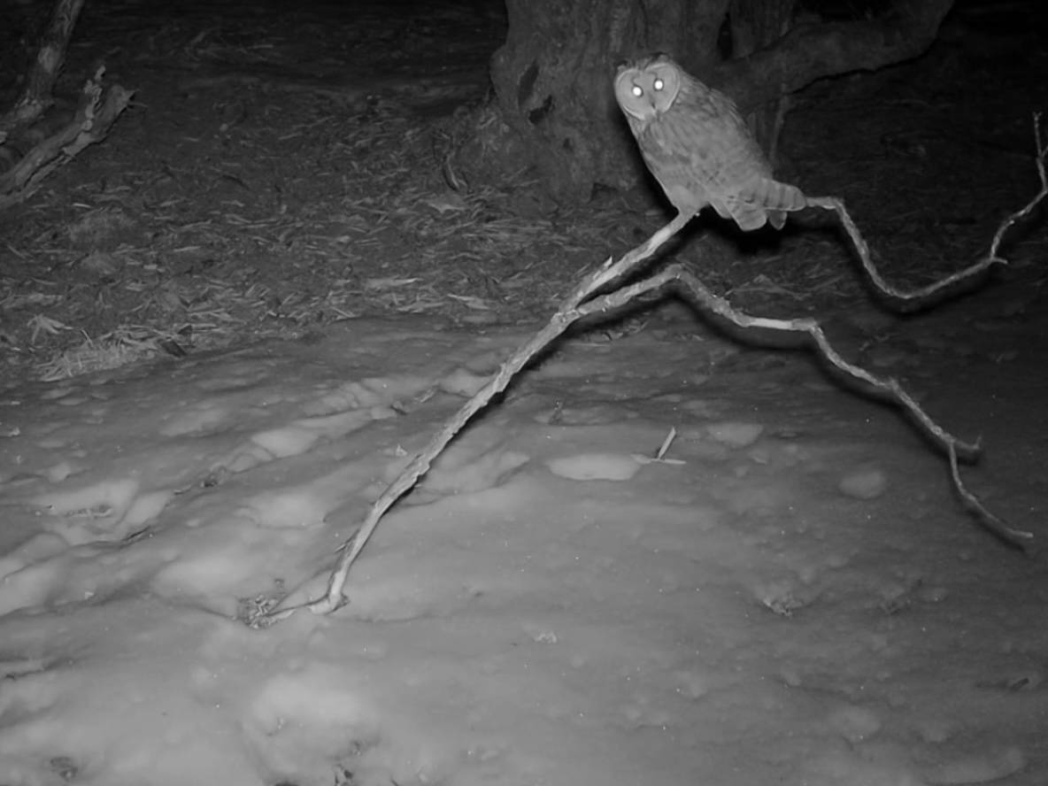 首次记录！长耳鸮现身四姑娘山国家级自然保护区