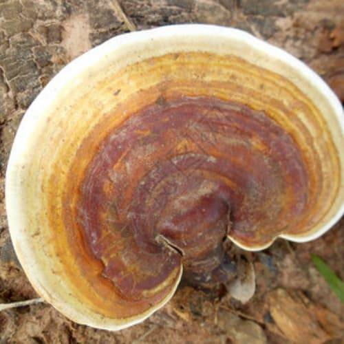 灵芝如何购买：最新灵芝购买指南