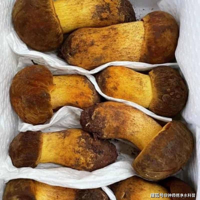 辽参如何购买:独家TOP6购买测评