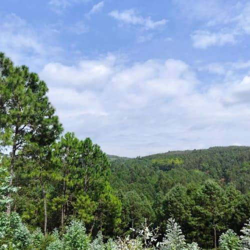 羊肚菌如何购买：最新菌菇购买指南