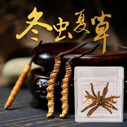 2025年桑黄如何购买：2025购买指南推荐